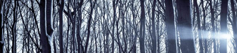 cropped-pexels_winter-forest_ykvmqwo.jpg